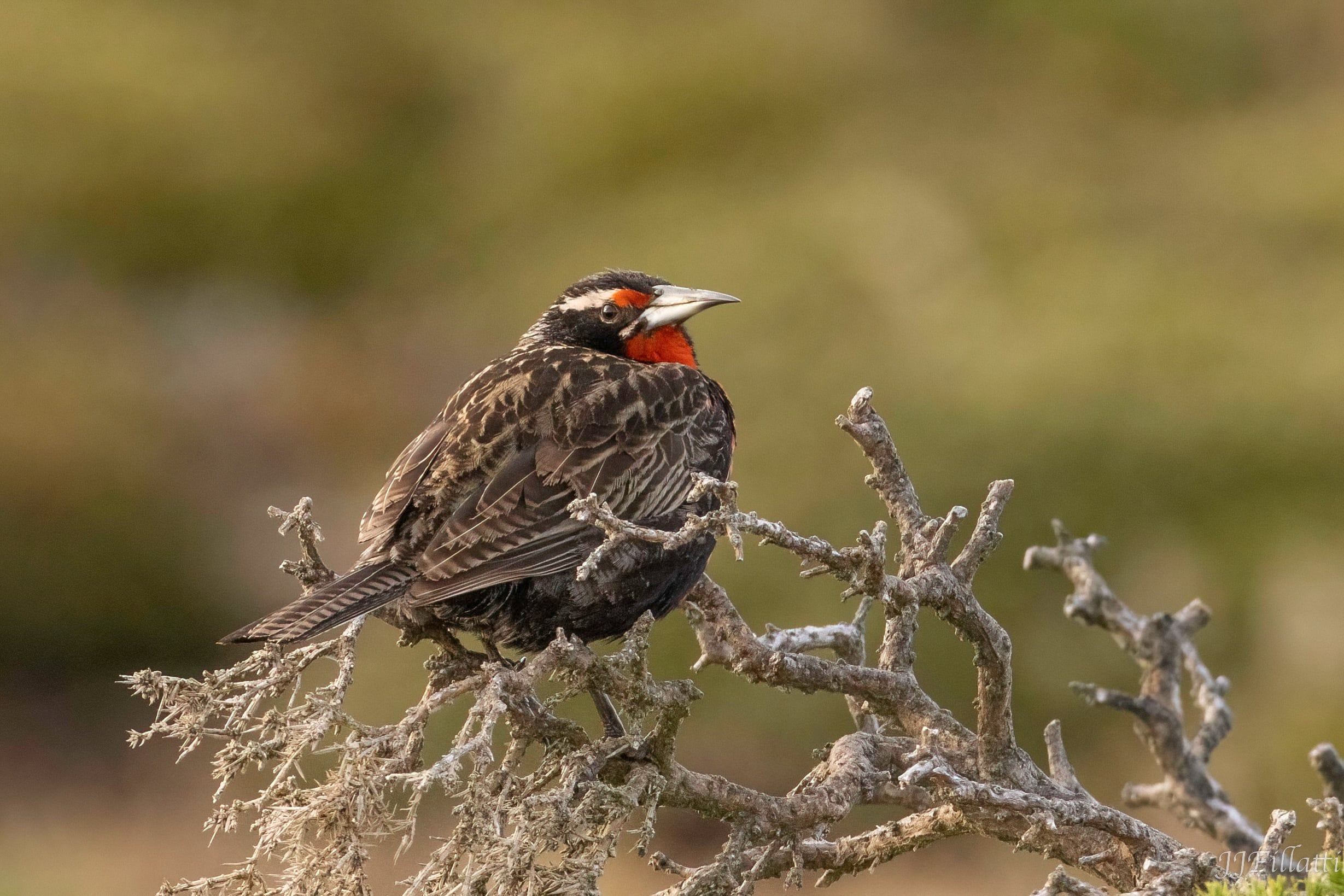 bird of the falklands image 61